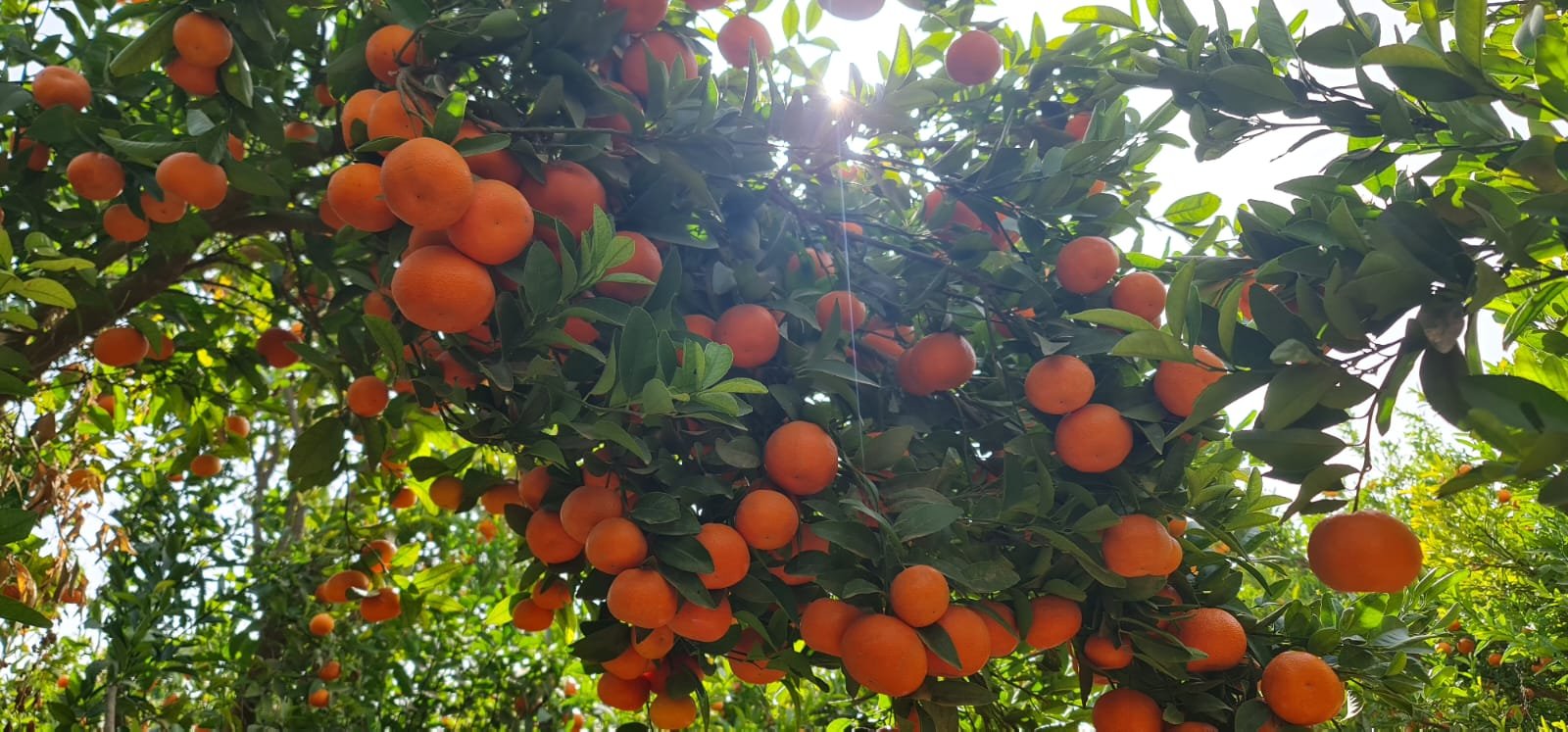 Field inspections in the orchards