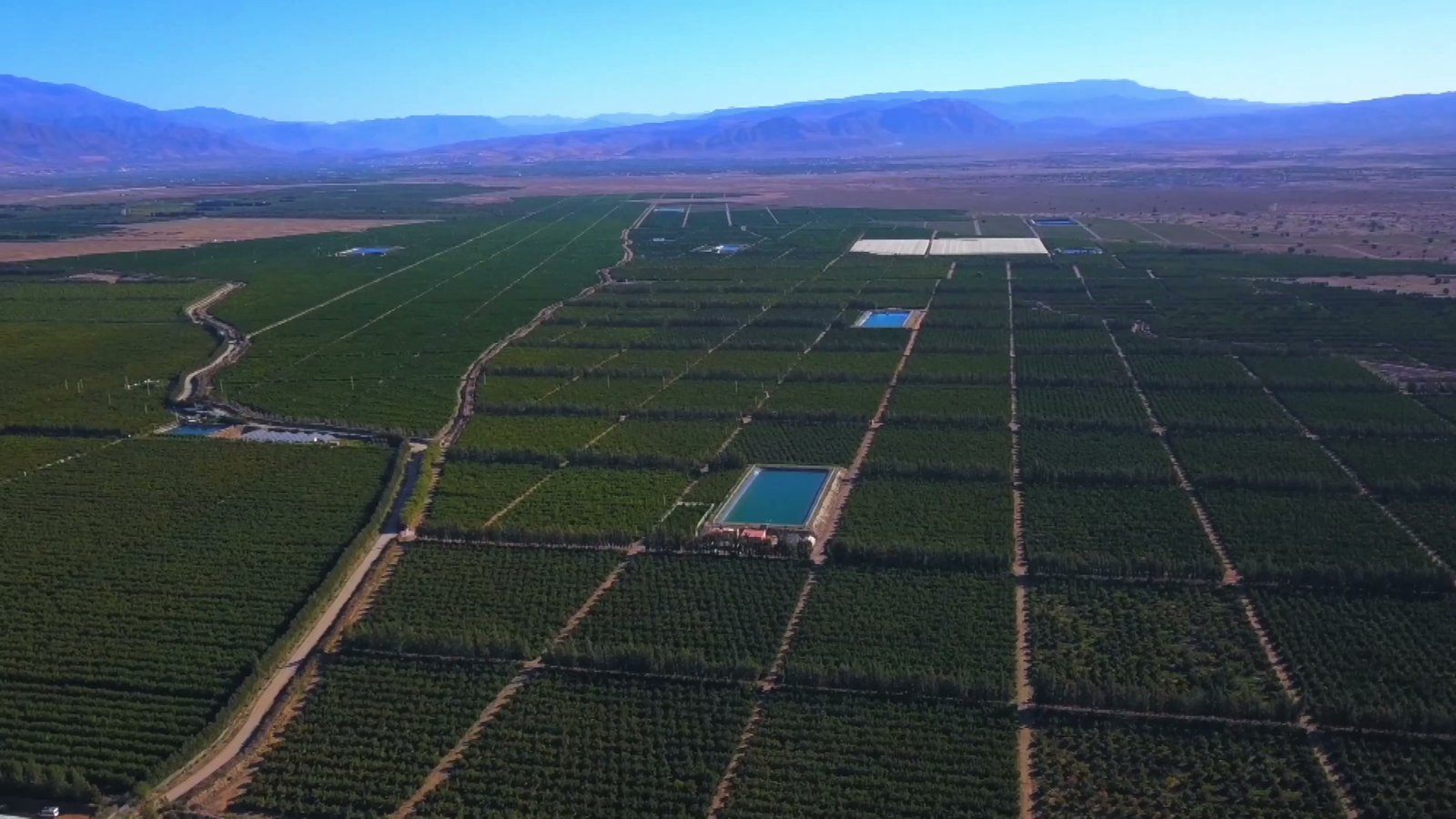 Citrus trees and farm rows