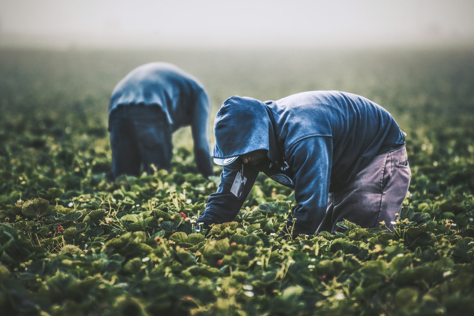 Team member in the field