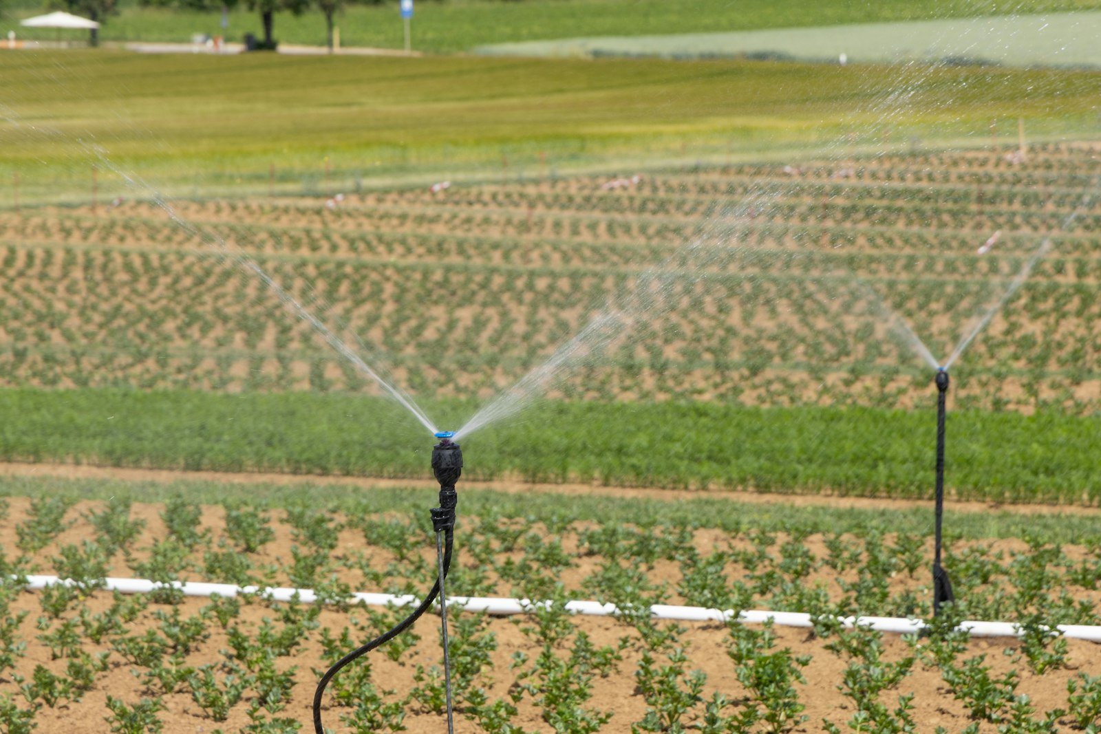Irrigation in the orchard