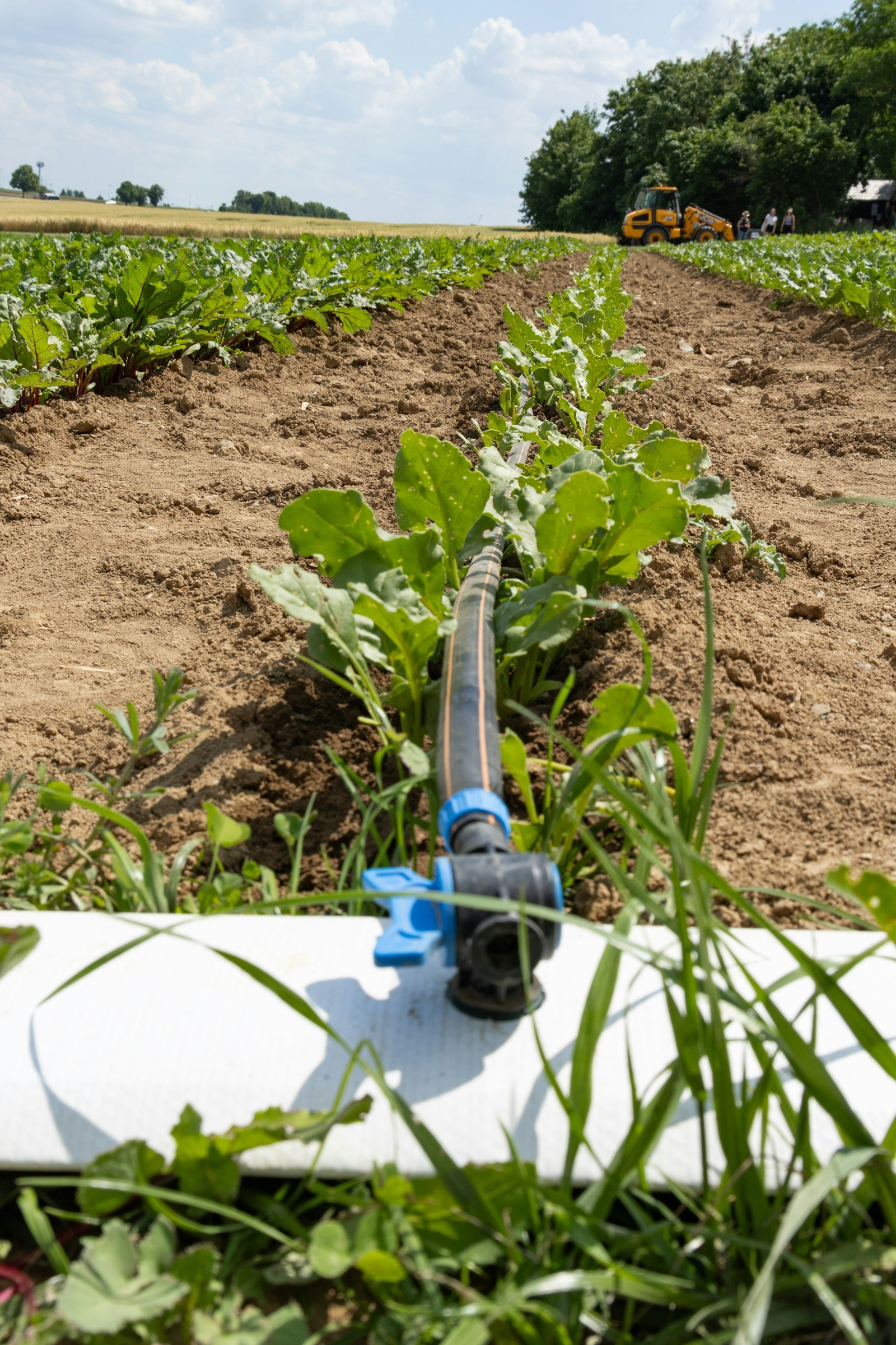 Water irrigation detail