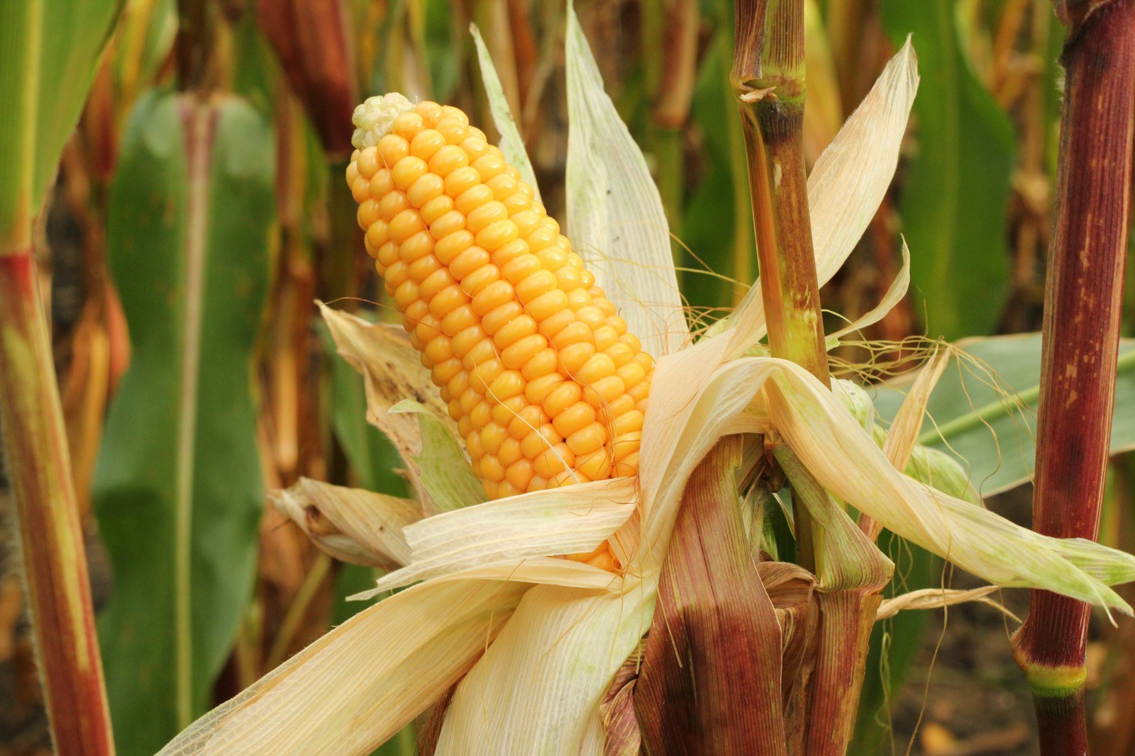 Sweet corn field at sunrise